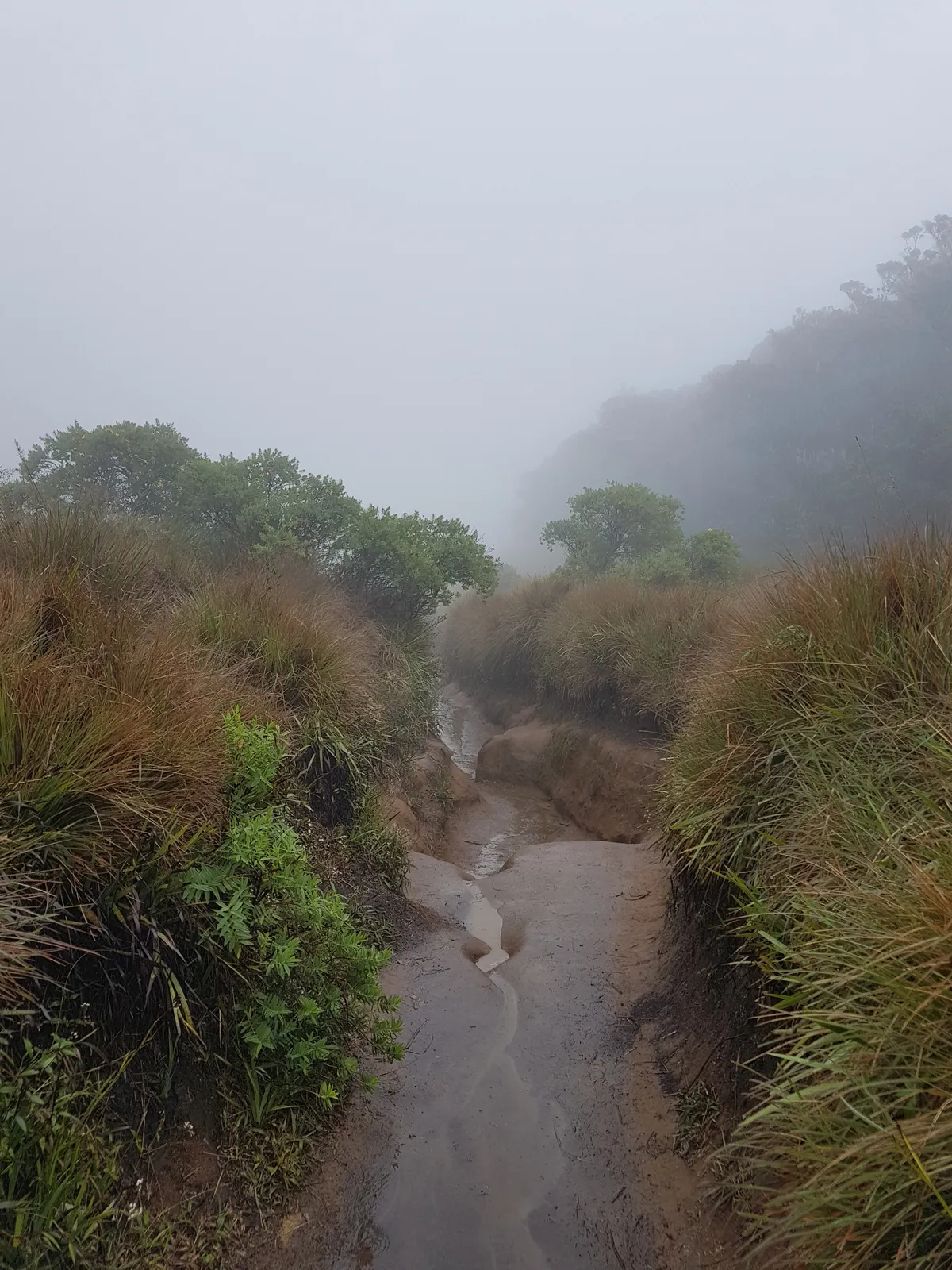 Misty walking trail through grassland at Horton Plains National Park