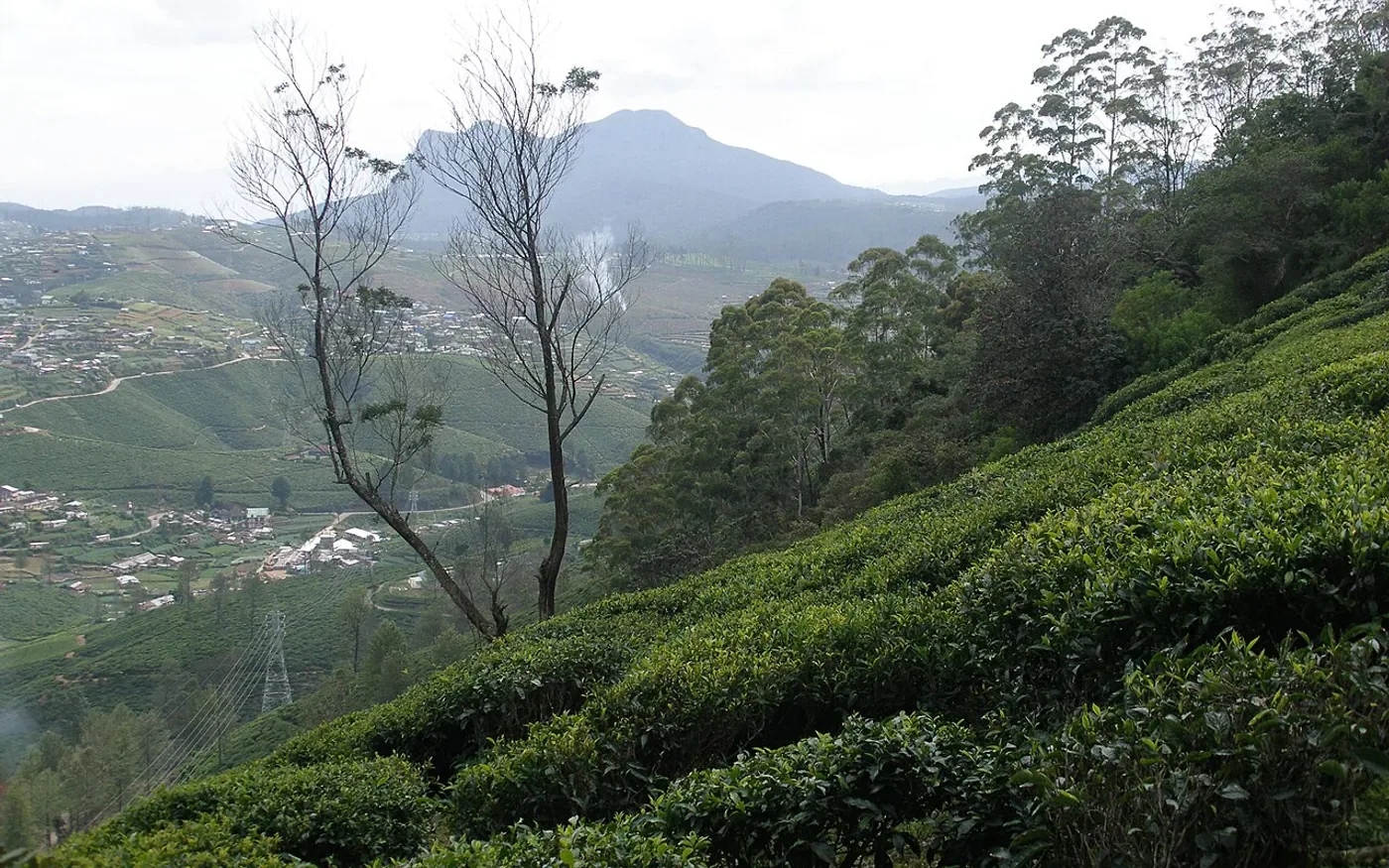 Tea plantations across green hills near Nuwara Eliya
