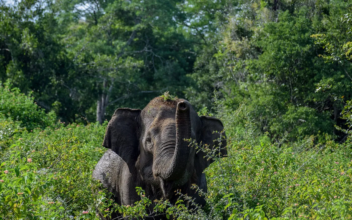 Asian elephant in the open landscape of Udawalawe National Park